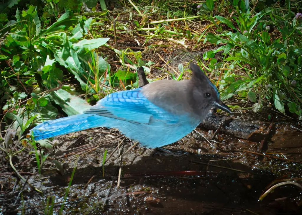 A Steller’s jay. (Ernie Cowan / For The San Diego...