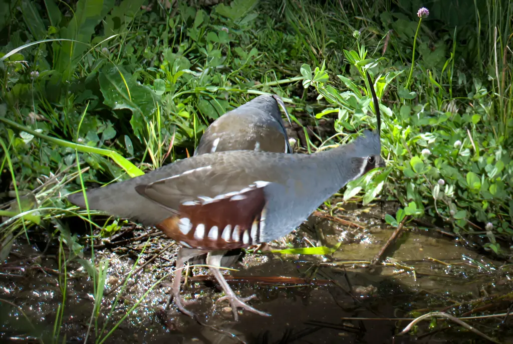 A mountain quail. (Ernie Cowan / For The San Diego...
