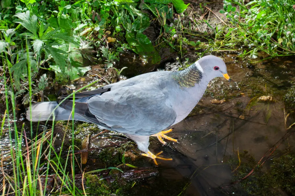 A band-tailed pigeon. (Ernie Cowan / For The San Diego...