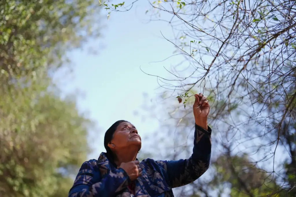 Norma Meza Calles, a Kumeyaay Nation leader, touches a branch