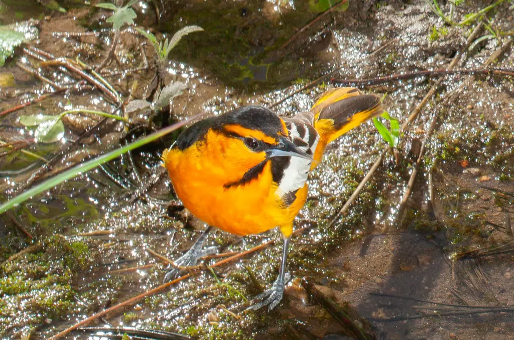 A male Bullock’s oriole. (Ernie Cowan / For The San...