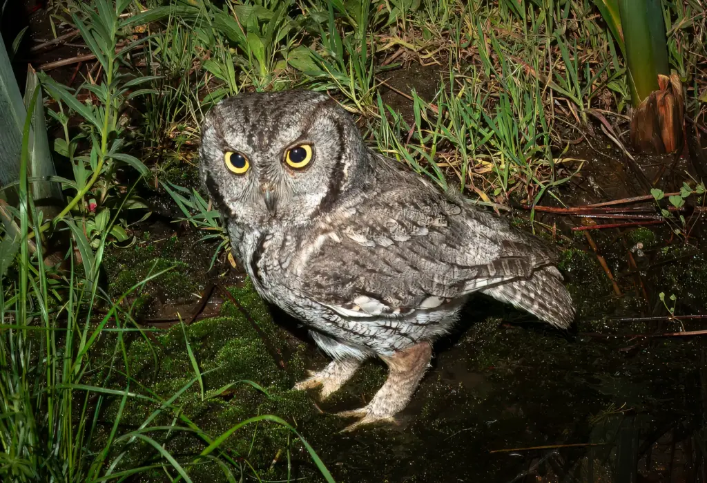 A western screech owl. (Ernie Cowan / For The San...
