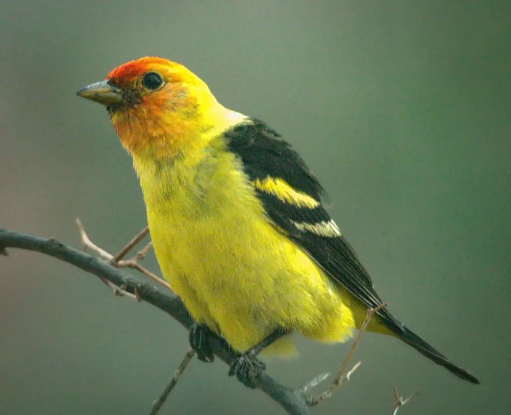 A western tanager. (Ernie Cowan / For The San Diego...