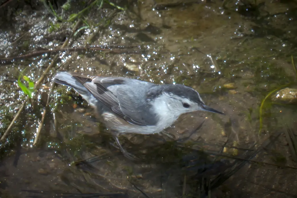 A white-breasted nuthatch. (Ernie Cowan / For The San Diego...