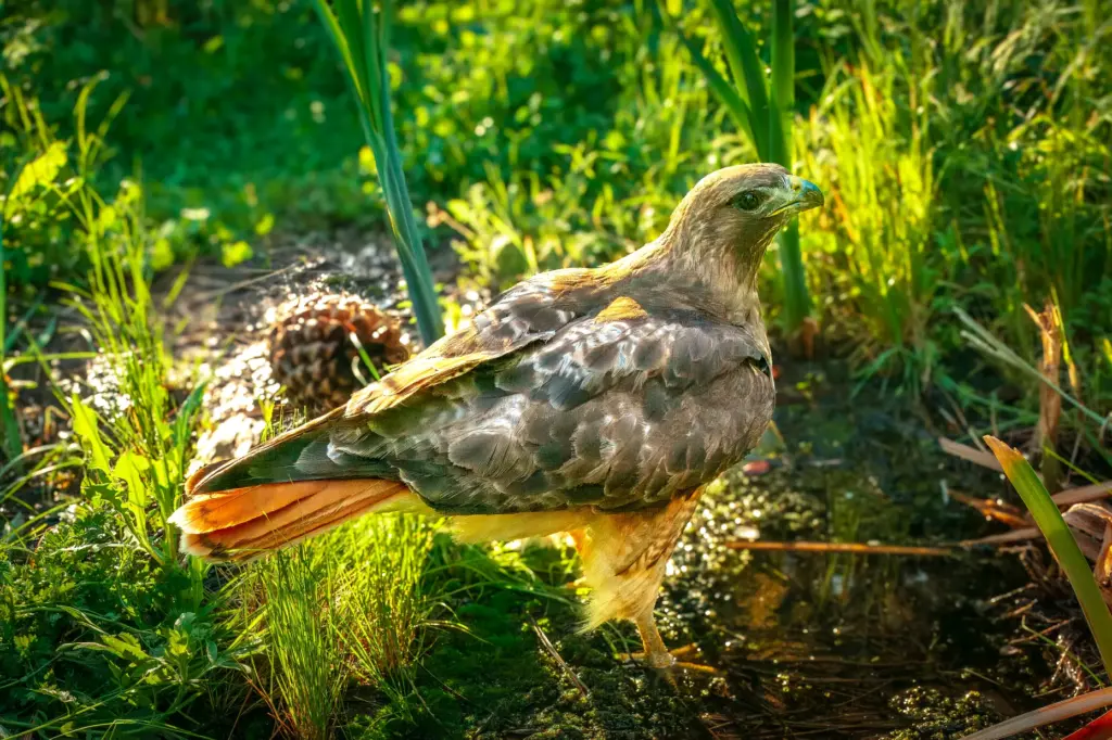 A red-tailed hawk. (Ernie Cowan / For The San Diego...