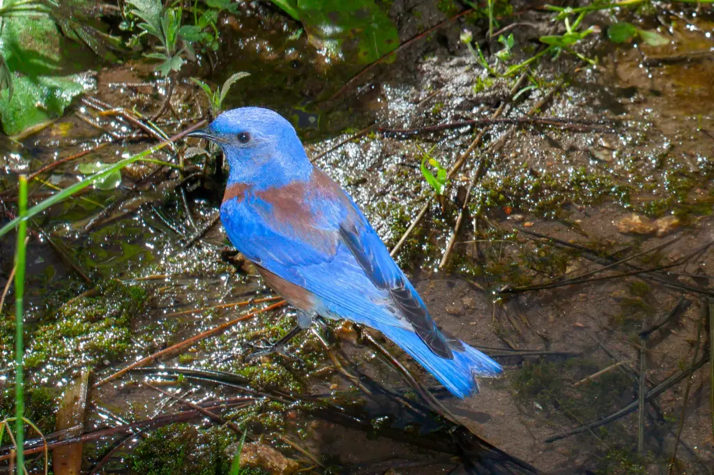 A western bluebird. (Ernie Cowan / For The San Diego...