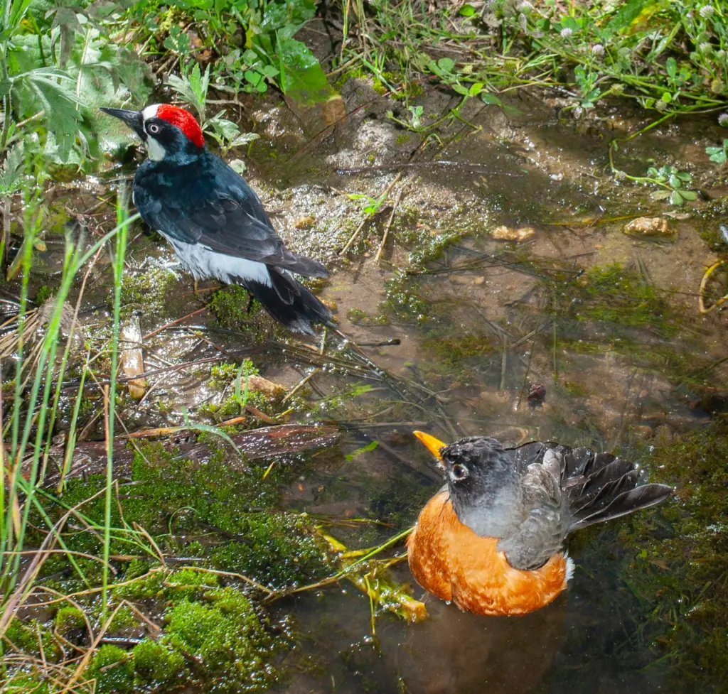 A male acorn woodpecker sharing a bath with an American...