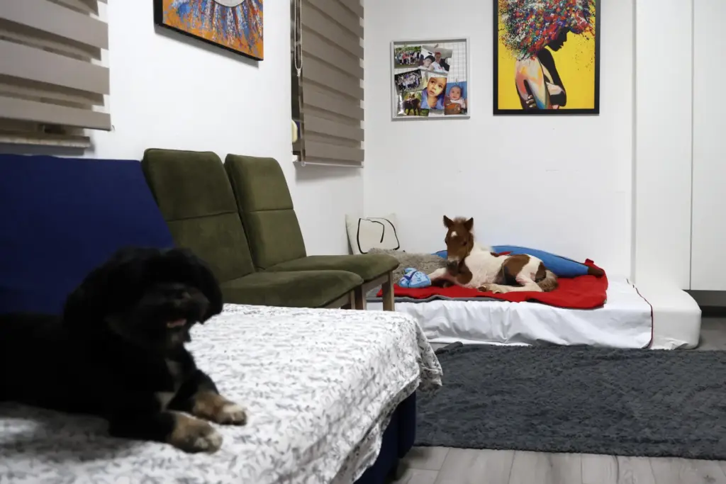 A pony named Mile rests on a mattress in an...