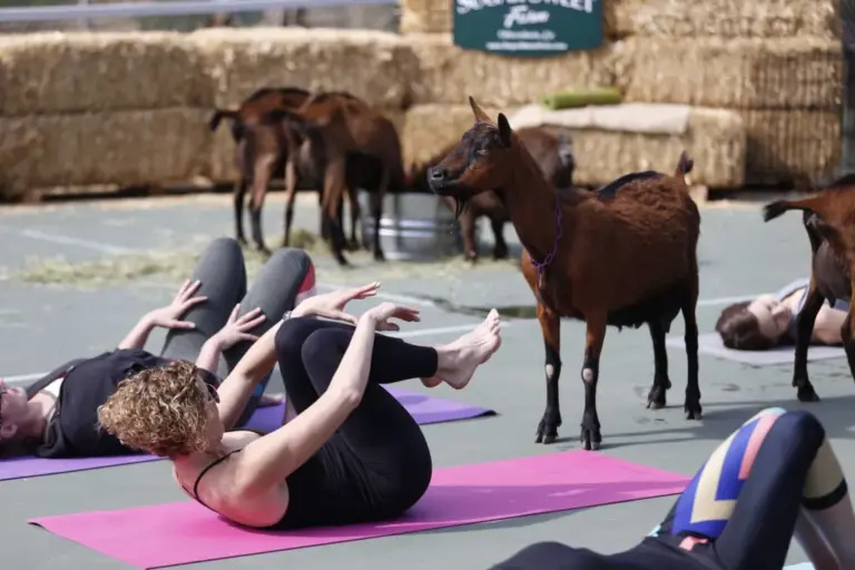 Sugar Sweet Farm in Encinitas gains permission for paid goat yoga classes