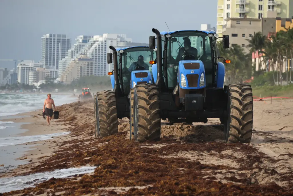 Tractors from the City of Fort Lauderdale plow under sargassum seaweed on Fort Lauderdale Beach on Thursday. The seaweed is normally removed with beach rakes attached to the tractors, but because of the volume, it is being plowed under the sand. (Joe Cavaretta/South Florida Sun Sentinel)