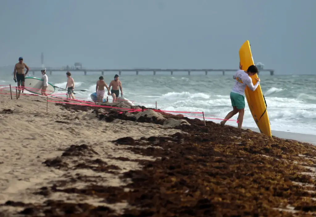A paddleboarder carries his board over sargassum seaweed on Fort...