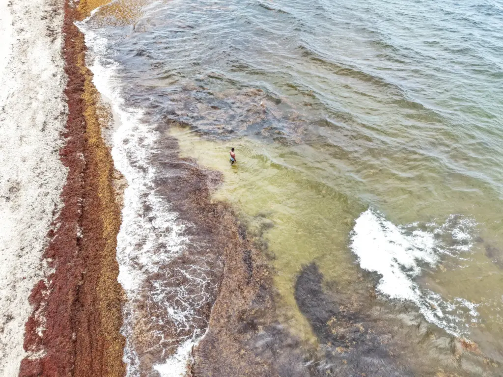 Seaweed lines the shore of Fort Lauderdale beach on Tuesday,...