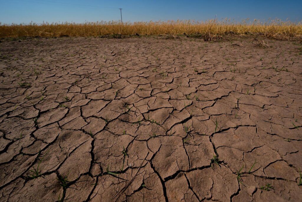 Drought-stressed wheat plants stand adjacent to parched ground in a field.