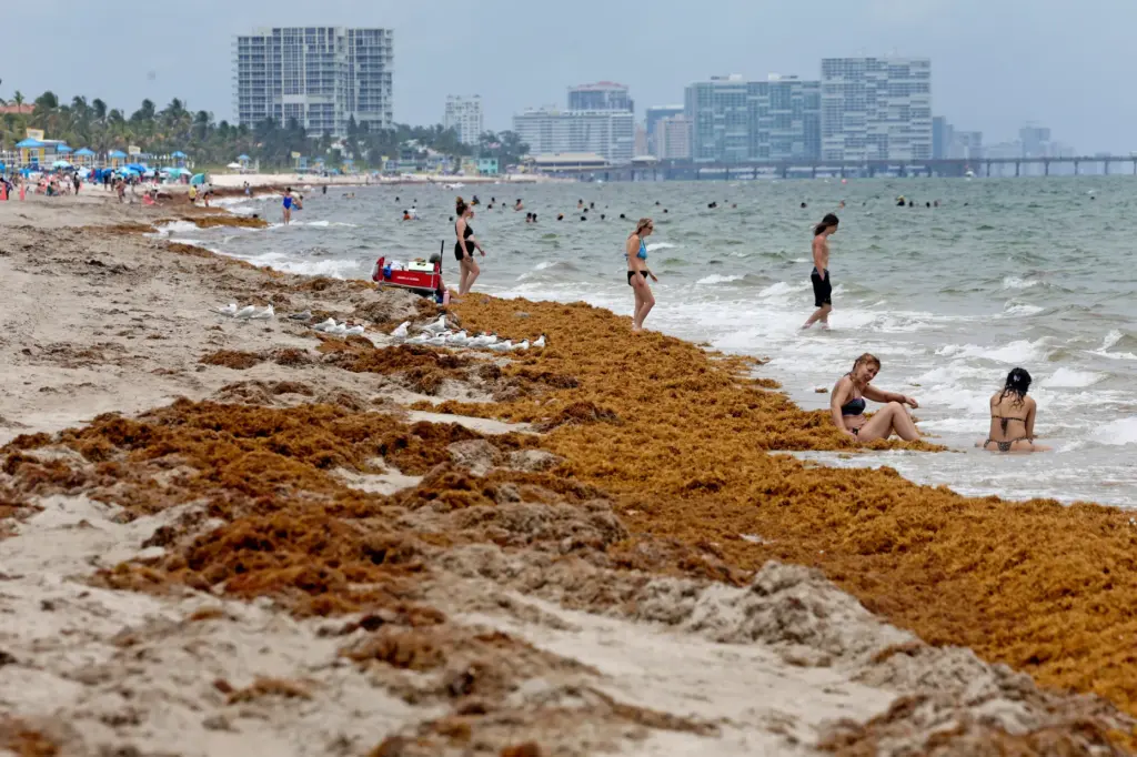 Beachgoers deal with the heavy amount of sargassum seaweed that...