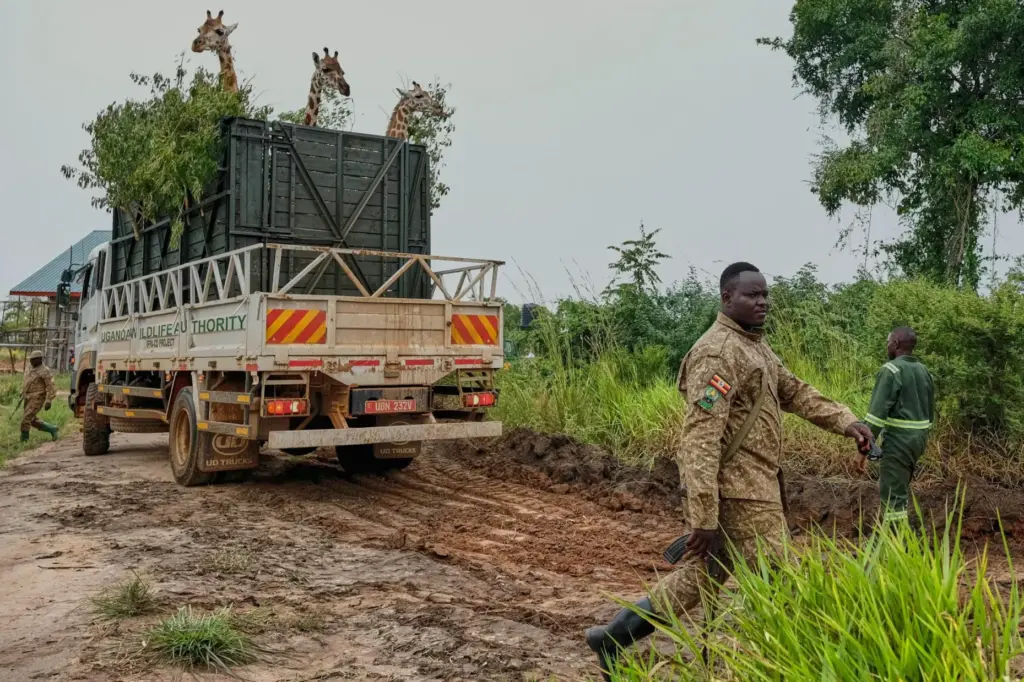 A truck carrying Nubian giraffes is parked as Uganda Wildlife...