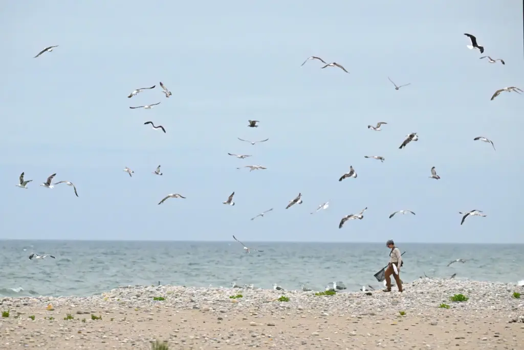 Shorebird Crew Lead Mary Bertschi tracks down a juvenile oystercatcher.