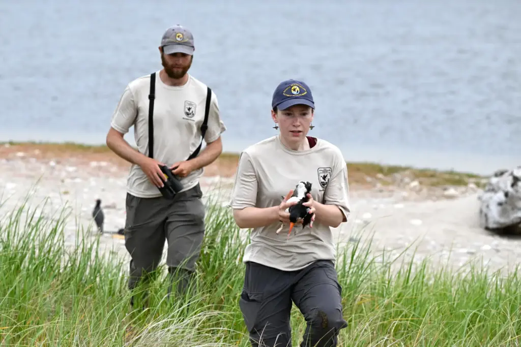 Allison Ruhl carries an adult oystercatcher at Trustom Pond National Wildlife Refuge.
