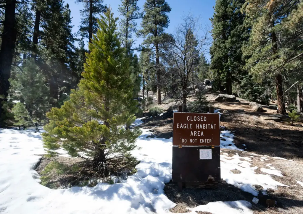 A sign designates the area closed for two nesting bald...
