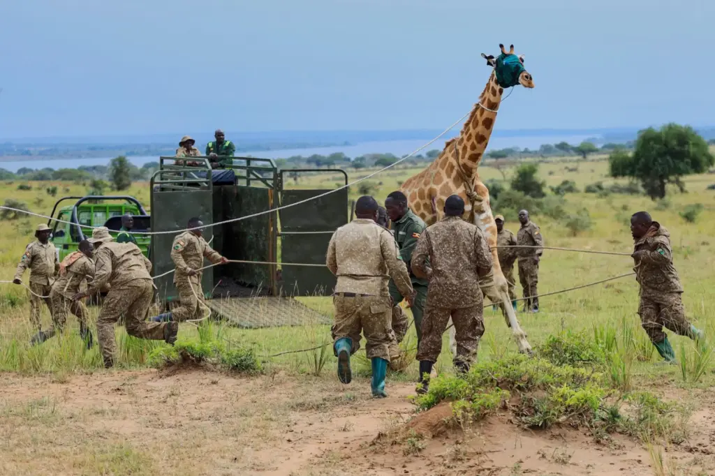 Uganda Wildlife Authority (UWA) rangers and veterinarians restrain a sedated...