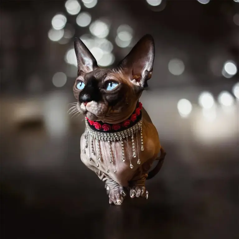 Think your pet is the cutest? San Diego Humane Society launches annual photo contest.