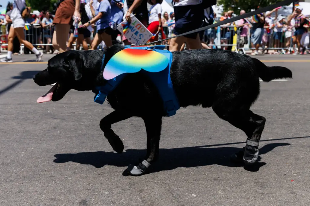 A dog wears a rainbow butterfly during the San Diego...