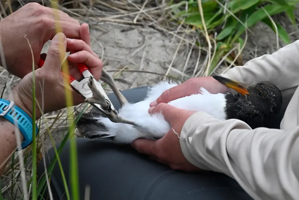 A juvenile oystercatcher is tagged by Wildlife Biologist Maureen Durkin.