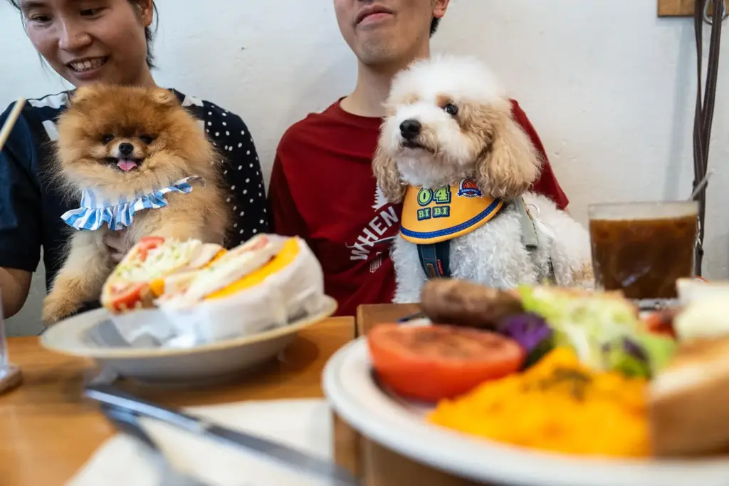 Dogs sit leashed on their owners at a dining table...