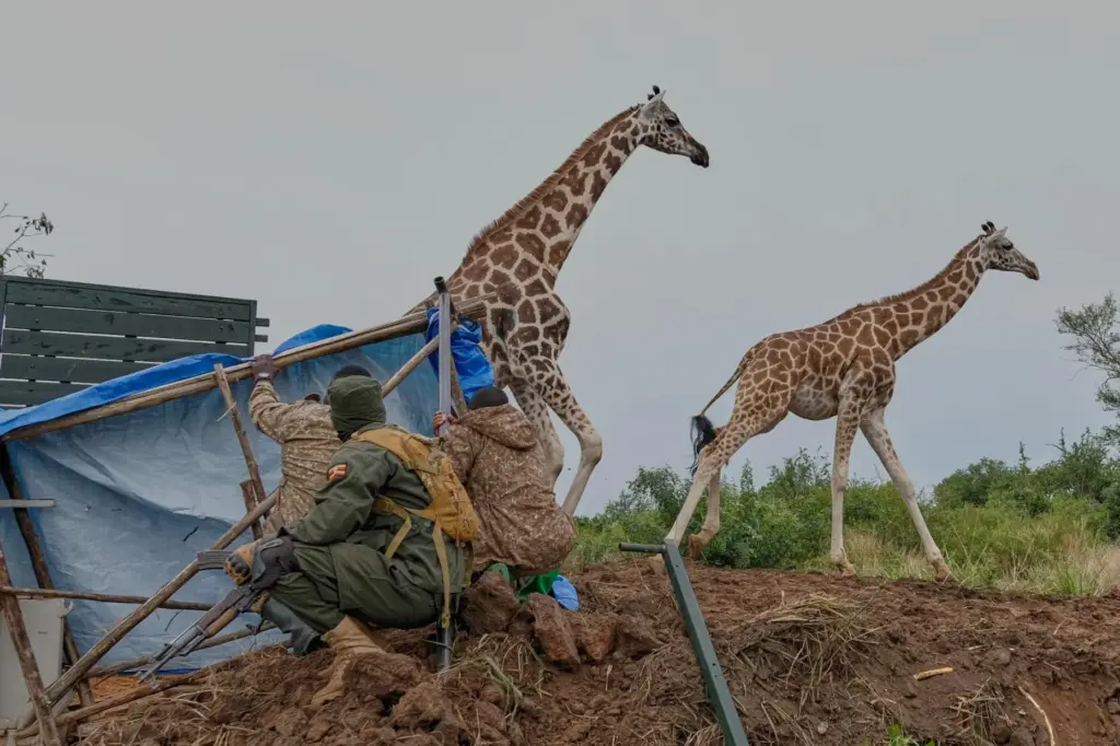 Uganda Wildlife Authority (UWA) rangers and veterinarians release Nubian giraffes...