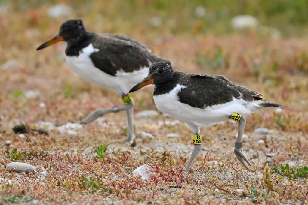 Newly banded oystercatcher chicks are released at Trustom Pond National Wildlife Refuge.