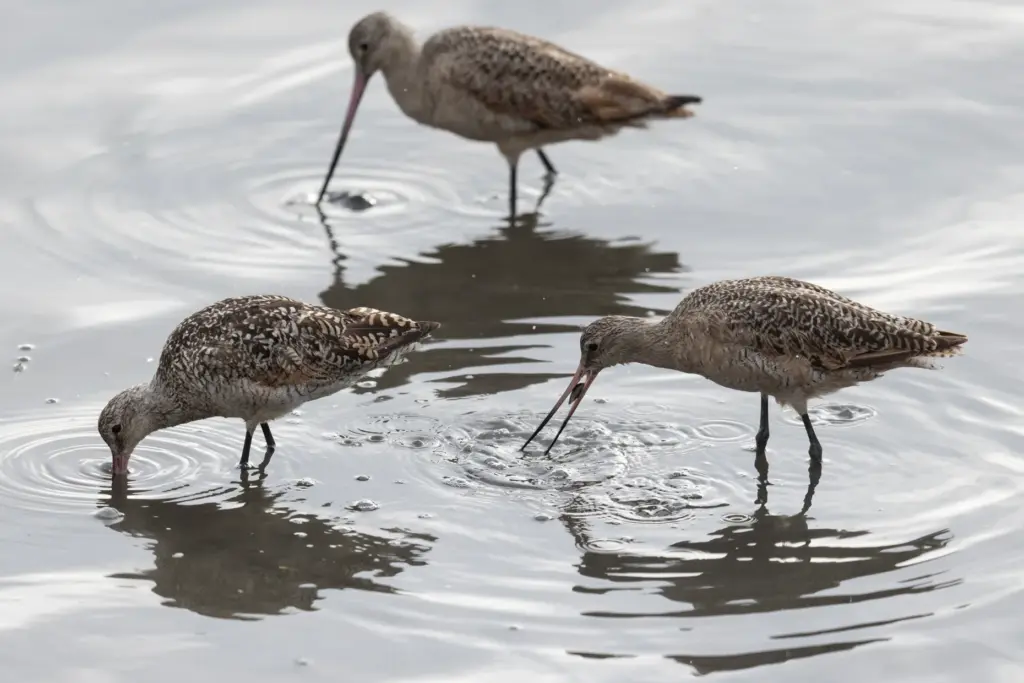 Marbled godwits hunt in the shallow water of the Kendall-Frost...