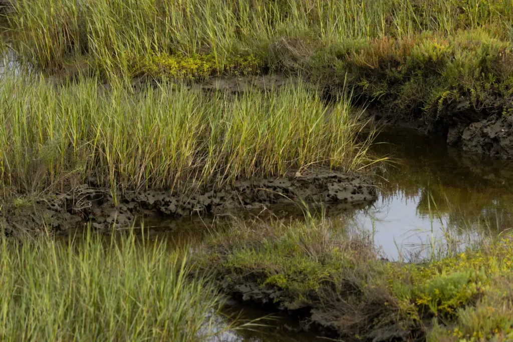 The Kendall-Frost Mission Bay Marsh Reserve Thursday, Aug. 13, 2026,...