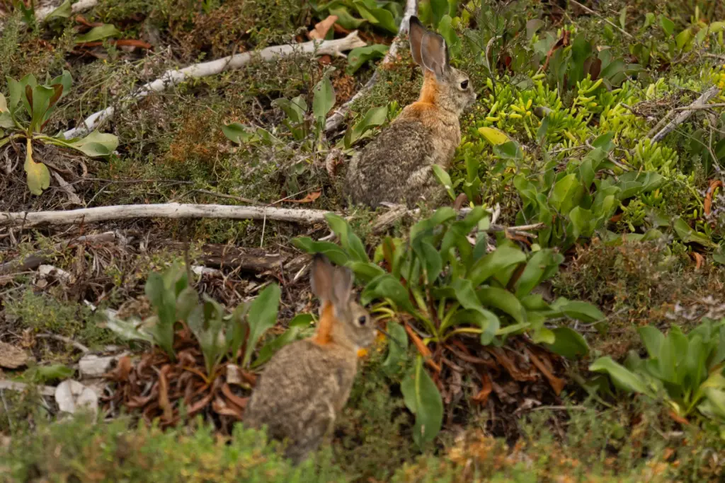 Two Desert Cottontail rabbits forage in the Kendall-Frost Mission Bay...