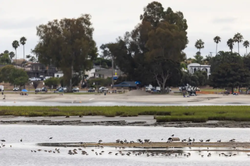 Various birds hunt on a sand bar in the Kendall-Frost...