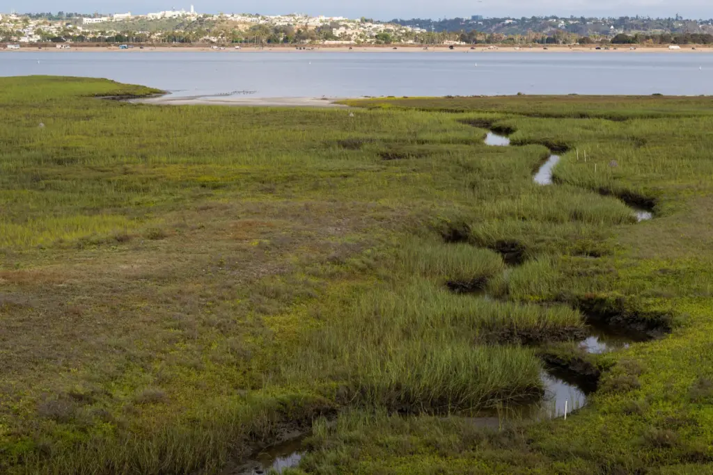 The Kendall-Frost Mission Bay Marsh Reserve Thursday, Aug. 13, 2026,...