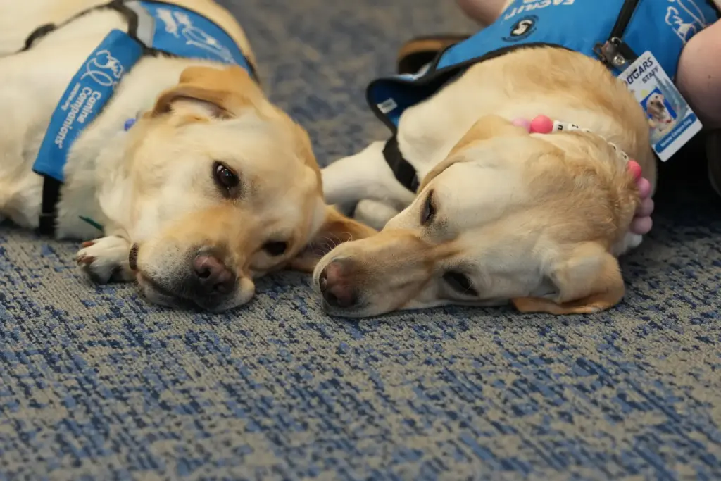 A pair of support canines, Golden Lab and retriever crosses...